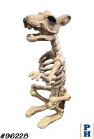 Skeleton, Rat