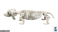 Skeleton, Dog