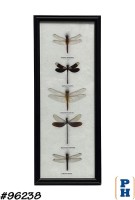 Framed Insects