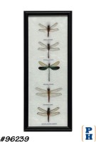 Framed Insects