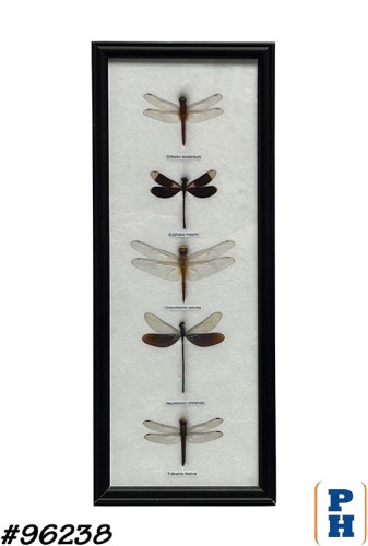 Framed Insects
