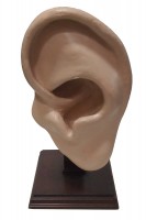 Oversize Ear