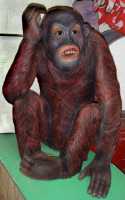 Orangutan