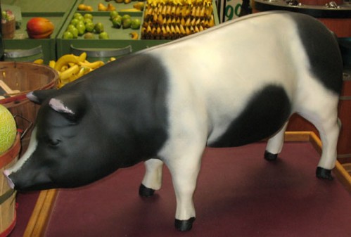 Pig