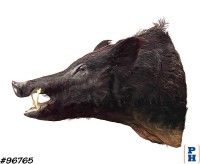 Taxidermy