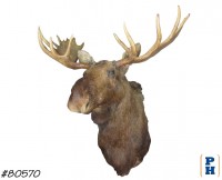 Taxidermy 