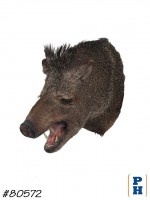 Taxidermy 