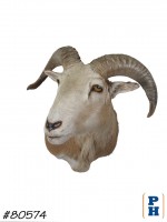 Taxidermy 