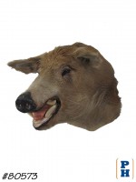 Taxidermy 