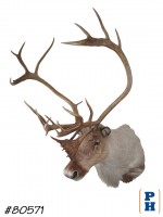 Taxidermy 