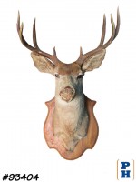 Taxidermy 