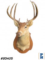Taxidermy 