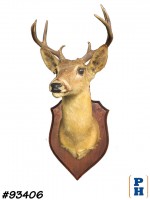 Taxidermy 