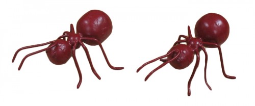 Ant