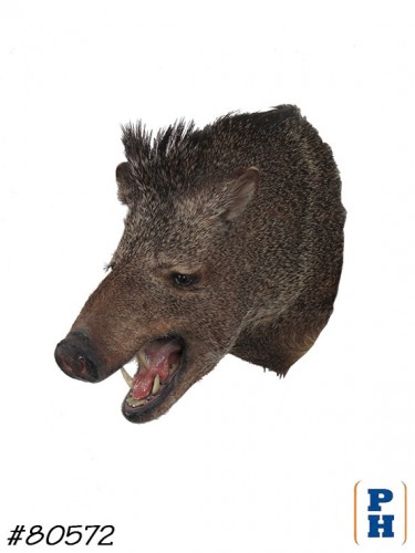 Taxidermy 