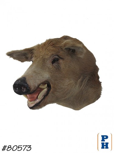 Taxidermy 