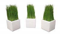 Wheatgrass