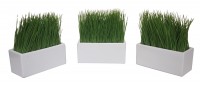 Wheatgrass
