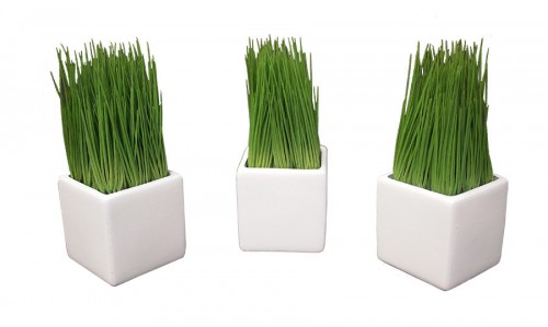 Wheatgrass