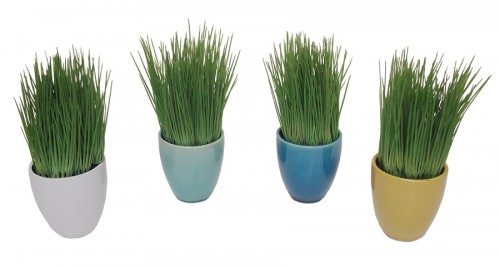 Wheatgrass