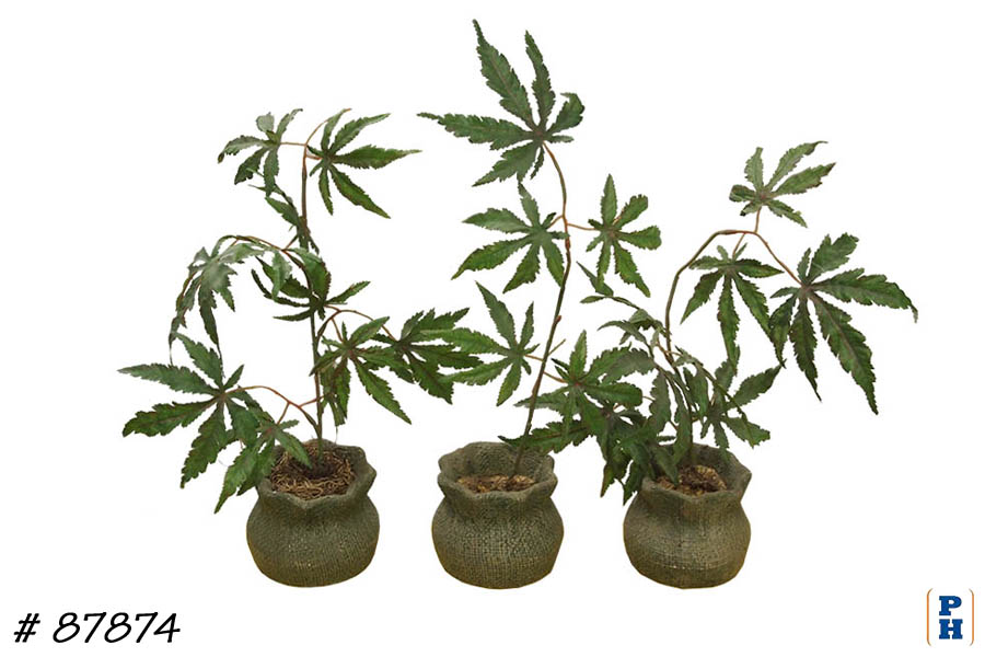 Fake Pot Plants in Marijuana Dispensary