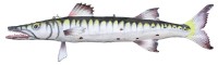 Fish Wall Decor