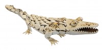 Metal Alligator