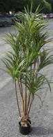 Faux Plant Potted