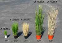 Grass in Assorted Heights