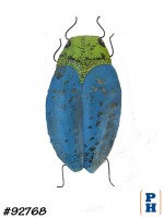 Wall Decor, Bug