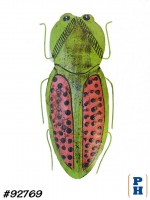 Wall Decor, Bug