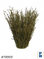 Topiary