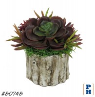 Log with Succulents