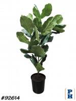 Fake Plant