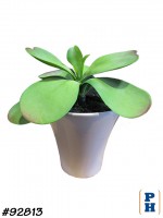 Fake Plant