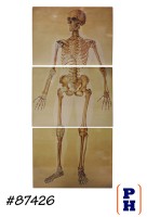 Skeleton - Anatomy Sign