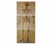 Skeleton - Anatomy Sign
