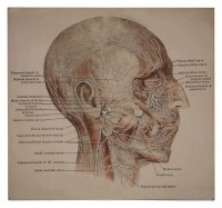 Head Anatomy Sign