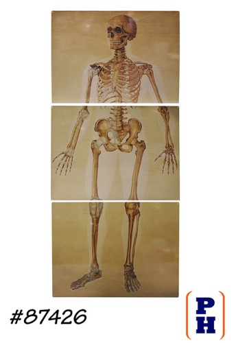 Skeleton - Anatomy Sign