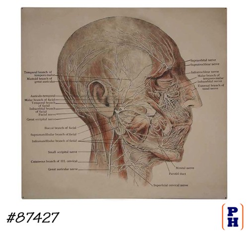 Head Anatomy Sign