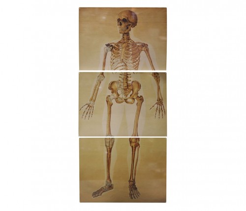 Skeleton - Anatomy Sign