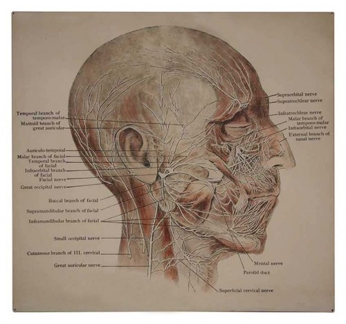 Head Anatomy Sign