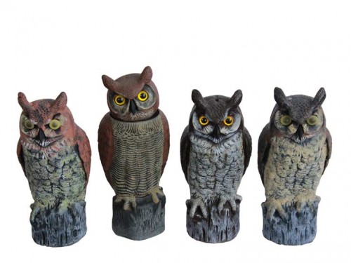 Owl