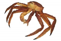 King Crab