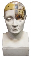 Oversize Phrenology Head