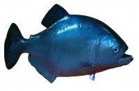 taxidermy fish