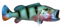 taxidermy fish