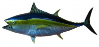 taxidermy fish