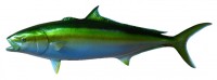 Taxidermy Fish