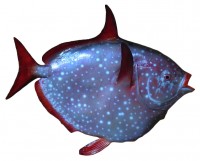 taxidermy fish